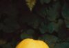 Pomelo: Obr mezi citrusy, který pomáhá regulovat krevní tlak